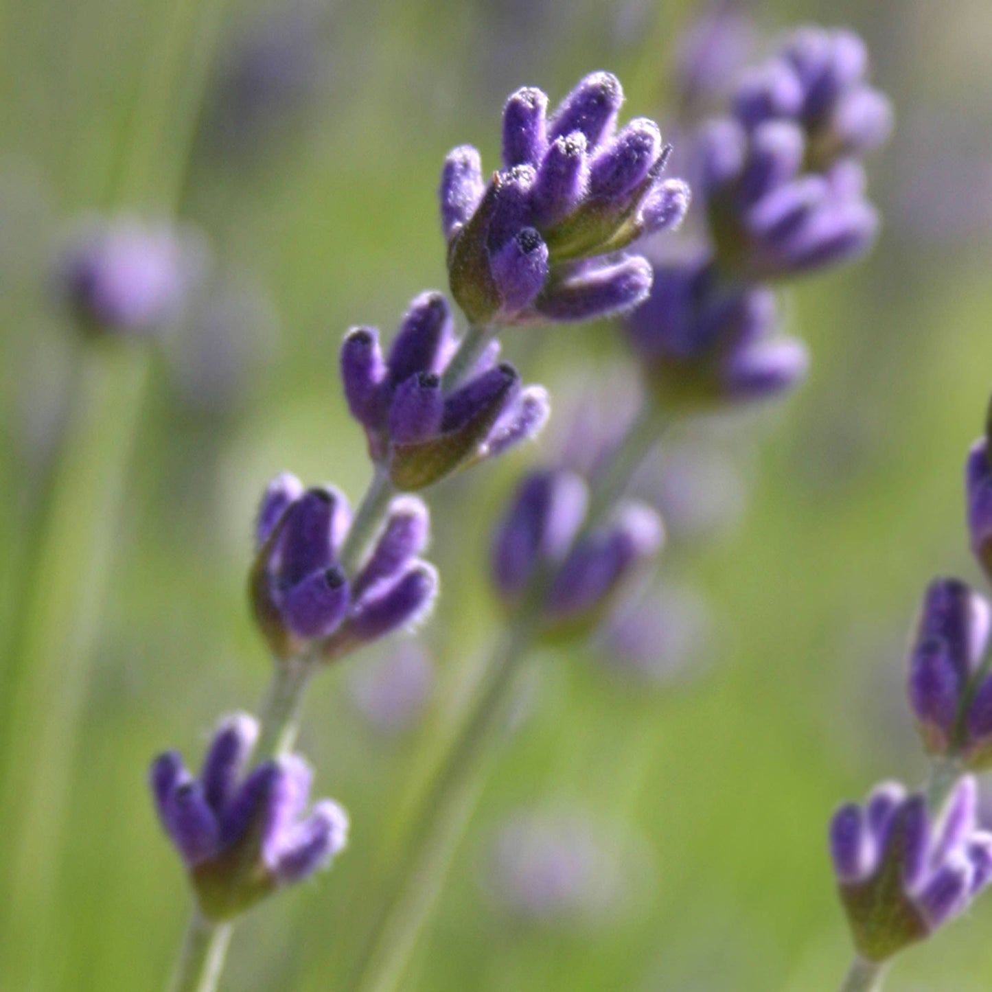 Garden Sprinkles