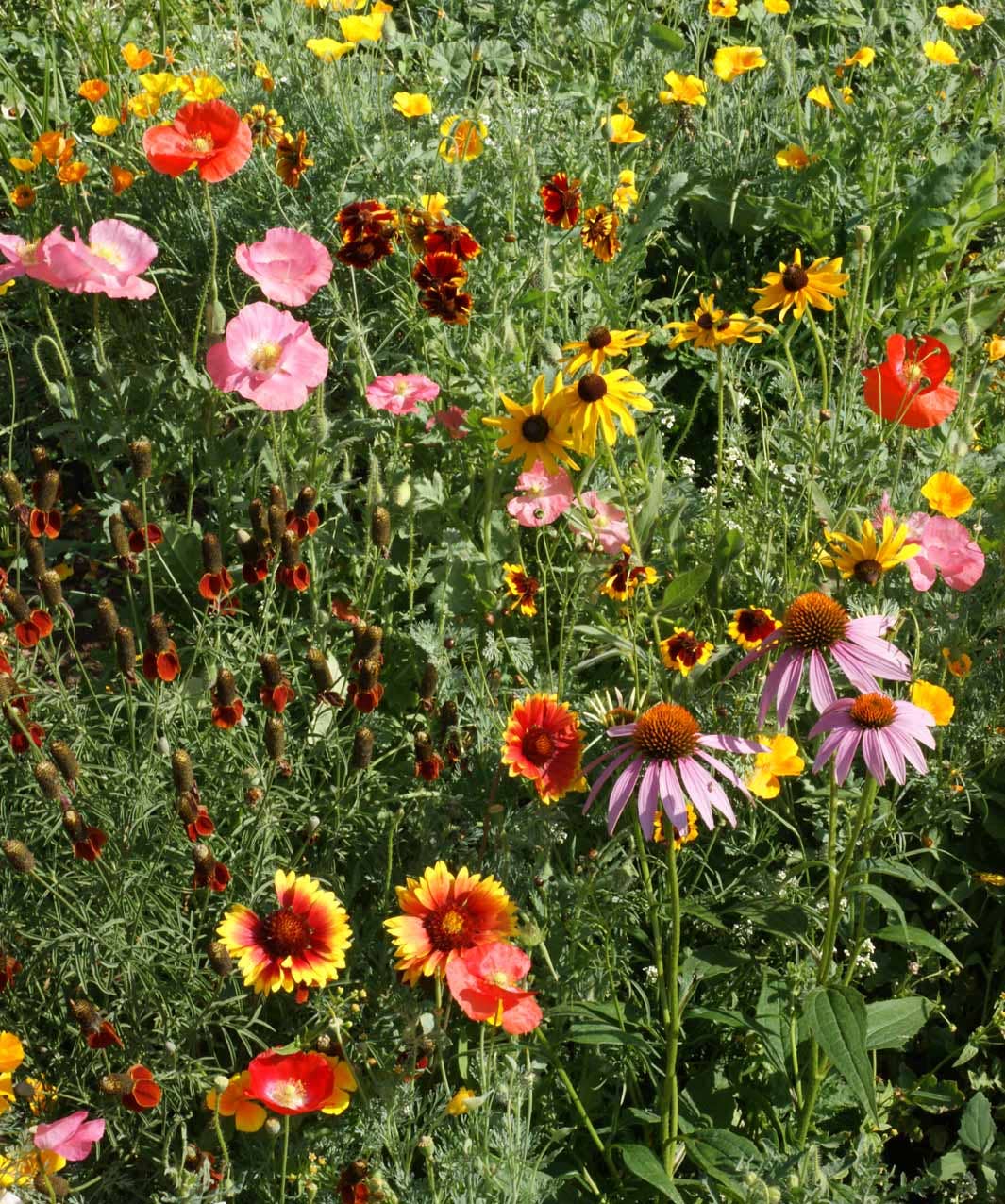 Garden Sprinkles